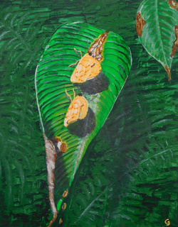 Painting: Apricot Sulphur Butterflies